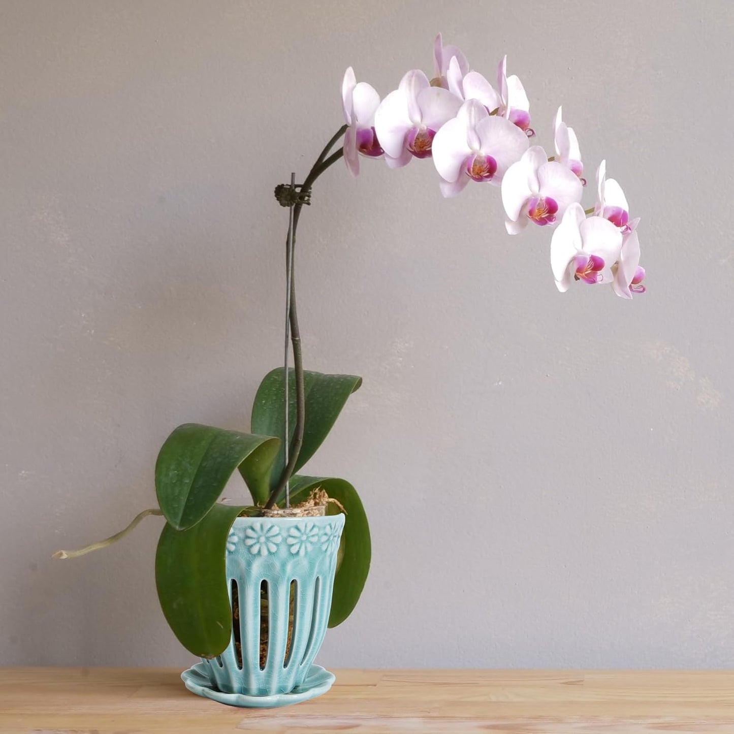 5" Ceramic Orchid Pot with Saucer: Ceramic Orchid Planter for Repotting - Plant Flower Pots for Orchid Indoor Outdoor - Orchid Pots with Holes - Orchid Container with Drainage Holes and Tray