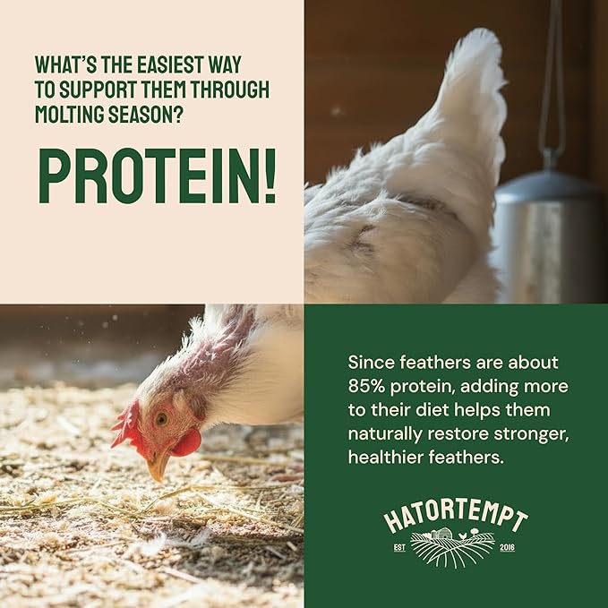 Hatortempt Dried Mealworms - 5 Lb, Non-GMO & Organic - High-Protein Mealworms for Wild Birds & Ducks, Chicken & Bird Food