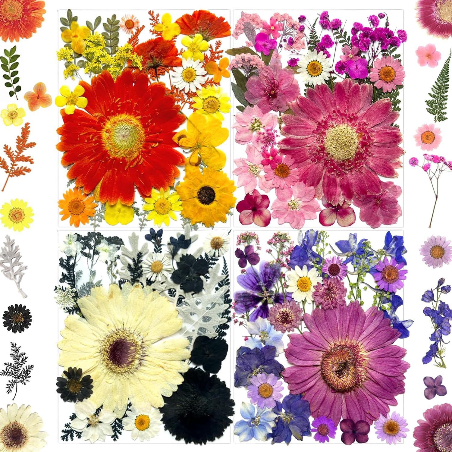 Dried & Preserved Flora