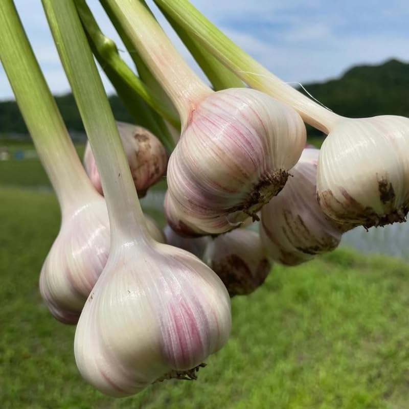 1 Pound Garlic for Planting in Fall Softneck, 8Carlifornia Solfneck Garlic Bulbs for Planting, Fresh and High Yield Bulb Variety Pack, Hardy and Fast Growing