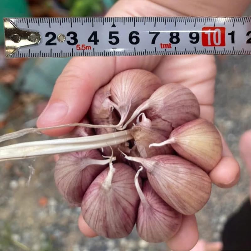1 Pound Garlic for Planting in Fall Hardneck, 8 Large Garlic Bulbs for Planting, Fresh and High Yield Bulb Variety Pack, Hardy and Fast Growing