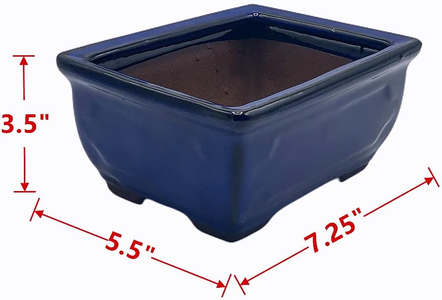 Live Dwarf Juniper Bonsai Tree 7 Year Old | Juniper or Jade Bonsai Tree | Indoor/Outdoor | 100% Handcrafted| Home and Office Décor | Best Gift for Holiday