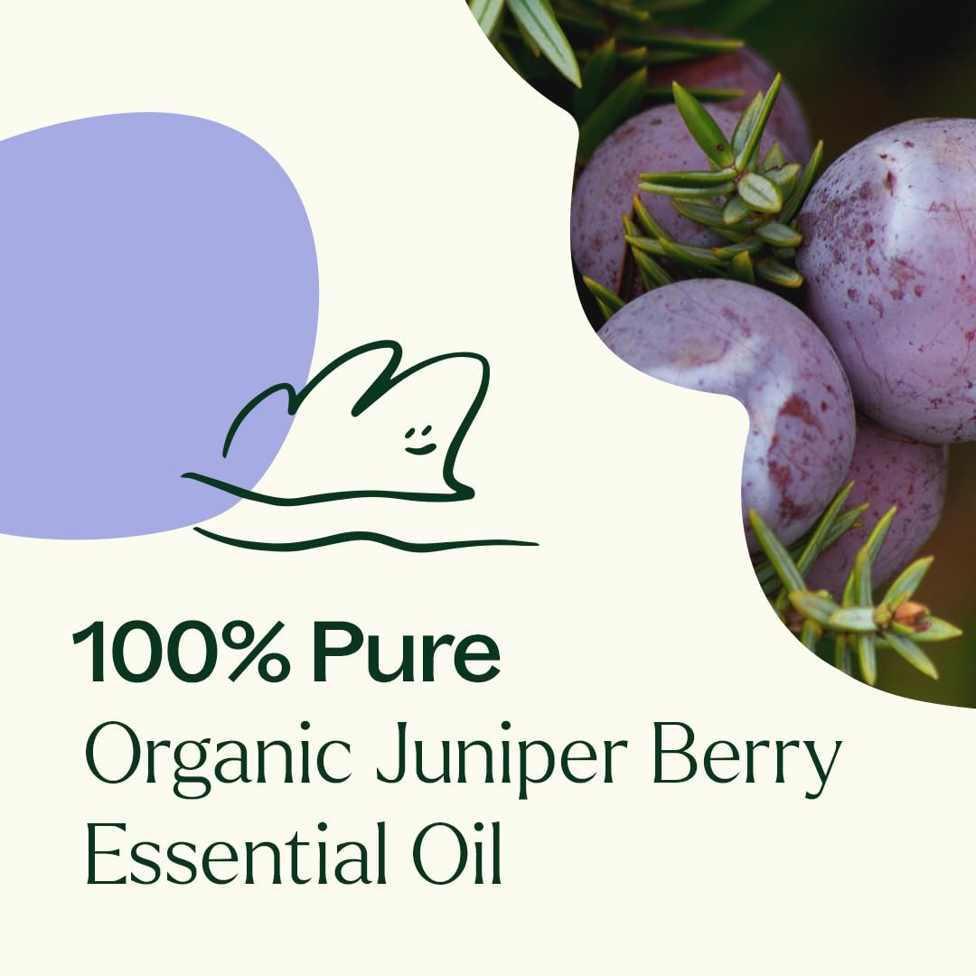 Plant Therapy Organic Juniper Berry Essential Oil 100% Pure, Undiluted, Natural Aromatherapy, Therapeutic Grade 10 mL (1/3 oz)