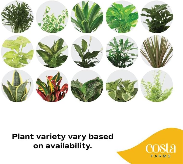 Costa Farms Live Plants (Pack of 6), Easy to Grow Live Indoor Houseplants in 3.8-Inch Plant Pots, Hand-Selected Varieties, Home and Room Decor, 8-10 Inches Tall