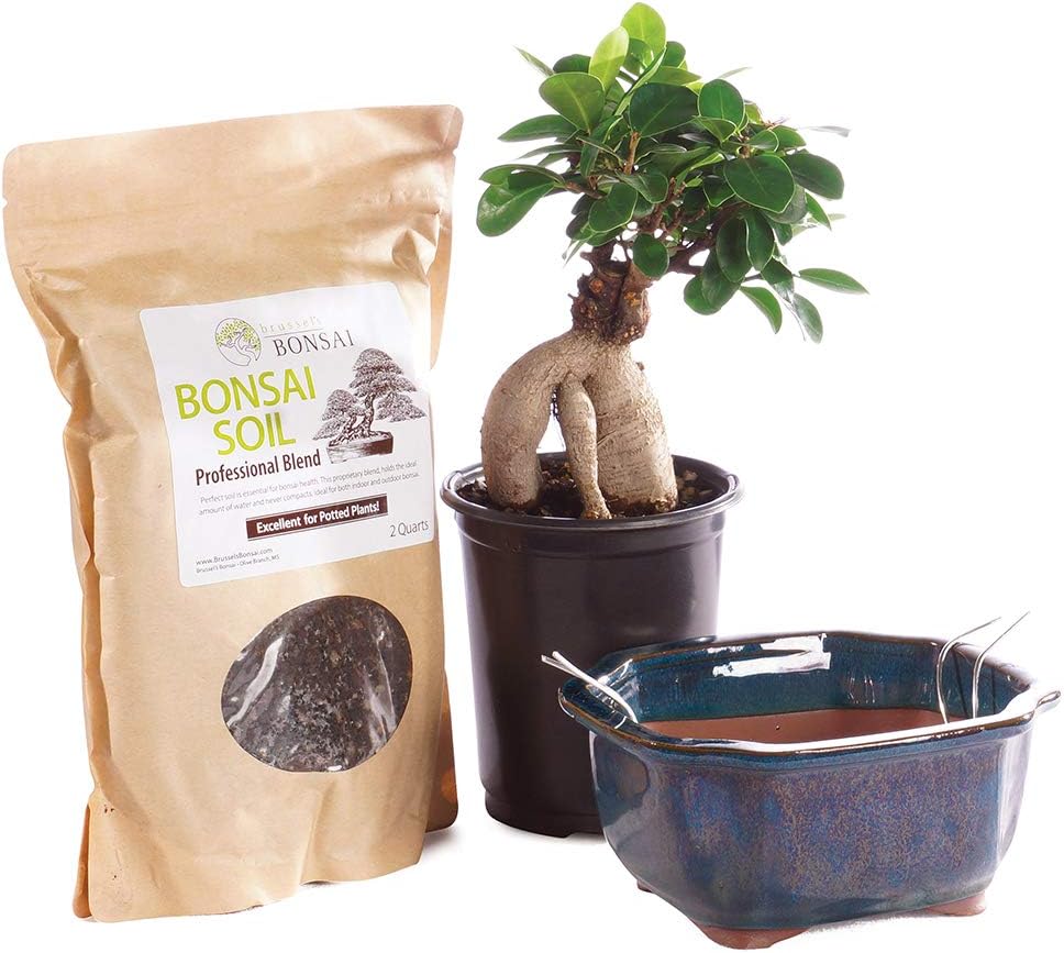 Brussel's Bonsai Live Ginseng Grafted Ficus Bonsai Tree Kit - Small Indoor Bonsai Ficus Tree - Bonsai Kit with Ceramic Bonsai Pot and Bonsai Soil