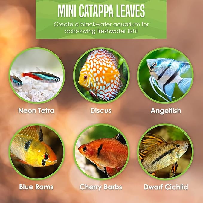 SunGrow 100 pcs Catappa Indian Almond Leaves for Betta Fish Tank Aquarium, 2” Water Conditioner Leaves, Leaf Also Suitable for Shrimp, Goldfish, Guppy and Frogs