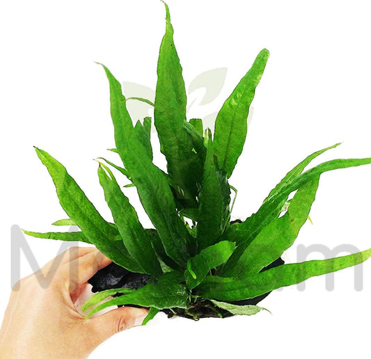 Java Fern Planted on Driftwood Microsorum Pteropus Freshwater Easy Low Light Live Aquarium Plant Decorations 3 Days Guarantee by Mainam