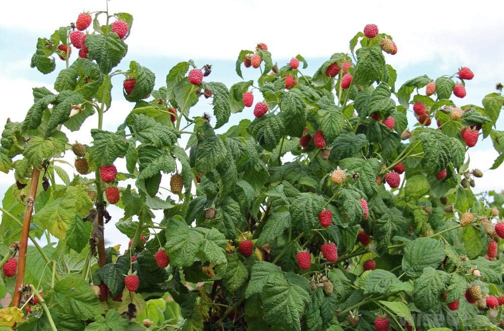 MagJo Naturals, Red Raspberry Leaf (16 Oz) Dried leaves, Wild-Harvest, herbal tea, Cut & Sifted, Packaged in USA, resealable bag