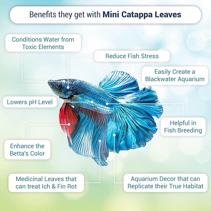 SunGrow 100 pcs Catappa Indian Almond Leaves for Betta Fish Tank Aquarium, 2” Water Conditioner Leaves, Leaf Also Suitable for Shrimp, Goldfish, Guppy and Frogs