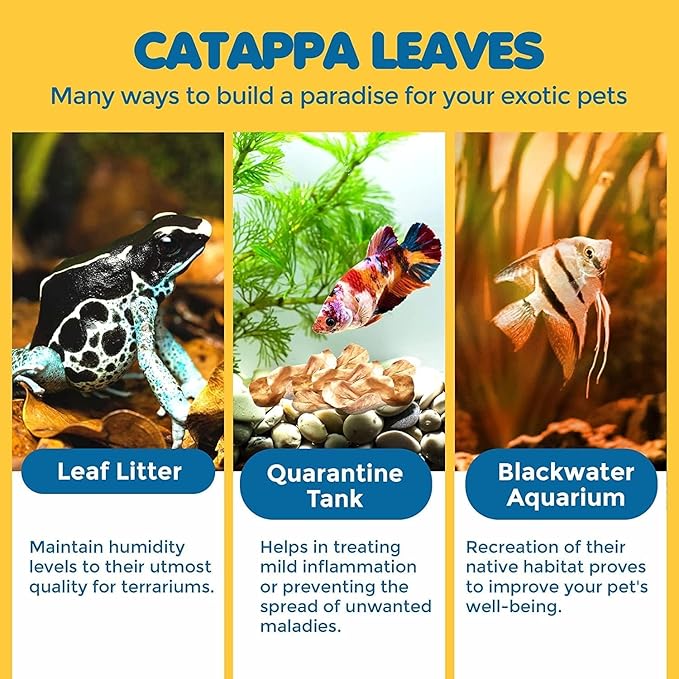 SunGrow 100 pcs Catappa Indian Almond Leaves for Betta Fish Tank Aquarium, 2” Water Conditioner Leaves, Leaf Also Suitable for Shrimp, Goldfish, Guppy and Frogs