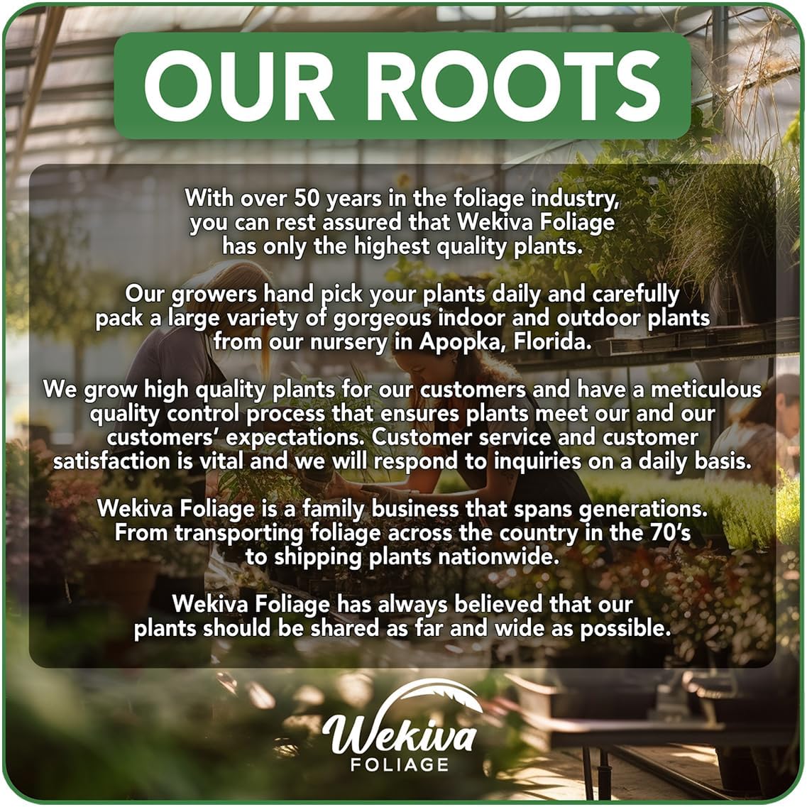 Vanilla Bean Plant - 3 Live Starter Plants - Vanilla Planifolia - Exotic Vining Orchid for Home and Tropical Garden