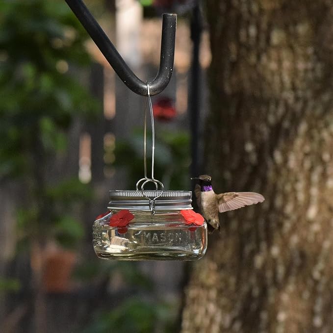 Nature's Way Bird Products MJF1 Nature's Way Mason Jar Hummingbird Dish Feeder, Clear
