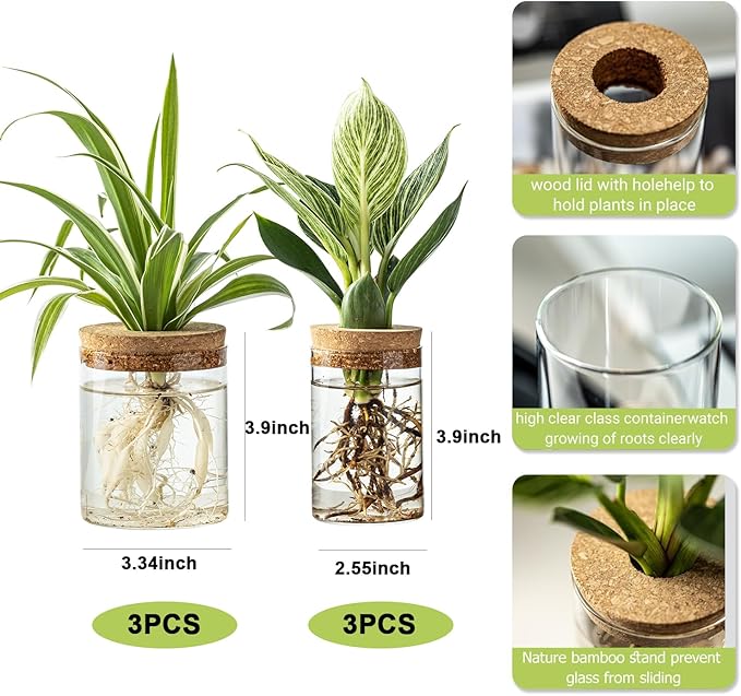 Plant Propagation Station,Hydroponic Glass Container Vase 2 Sizes Planter Propagated Jars for Desks, Houses, Garden Decorations,Home Kitchen Decorations and Gifts cu.20.5 (6pcs)