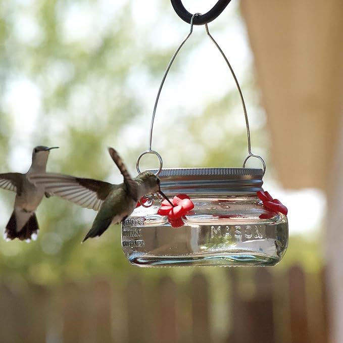 Nature's Way Bird Products MJF1 Nature's Way Mason Jar Hummingbird Dish Feeder, Clear