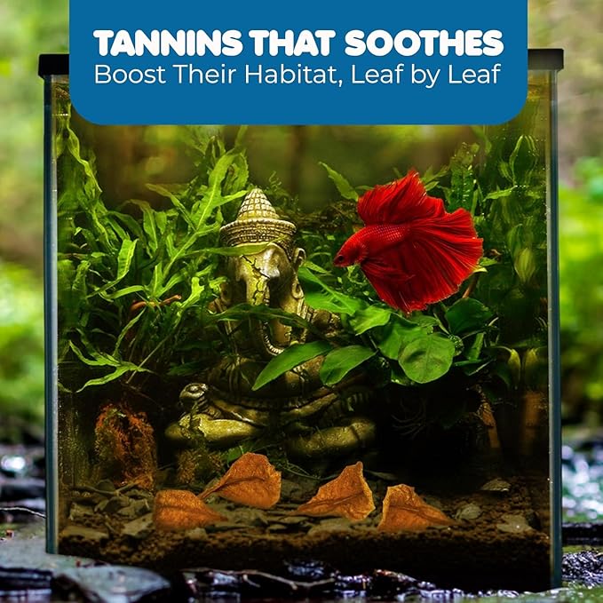 SunGrow 100 pcs Catappa Indian Almond Leaves for Betta Fish Tank Aquarium, 2” Water Conditioner Leaves, Leaf Also Suitable for Shrimp, Goldfish, Guppy and Frogs