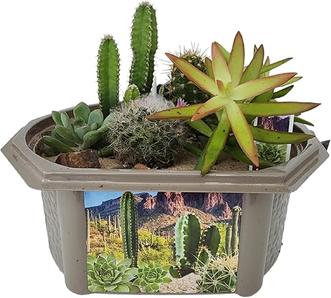Cactus Succulent Desert Dome Seed Starter Kit - Indoor Desert Starter Kit - Includes Potting Soil, Terrarium, Over A Dozen Desert Plant Seed Packets - DIY Kitchen Grow Kit