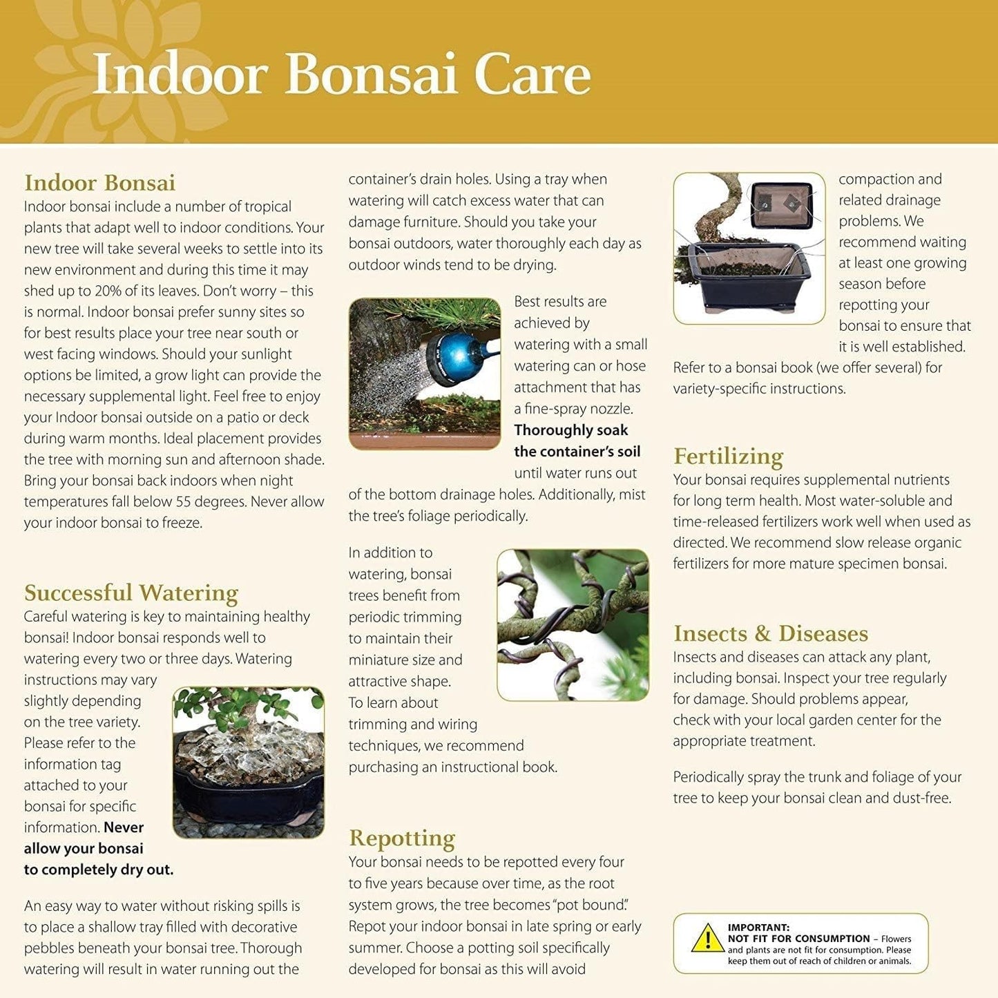 Brussel's Bonsai Live Golden Gate Ficus Indoor Bonsai Tree - Small, 4 Years, 5 to 8 In - Live Bonsai Tree in Ceramic Bonsai Pot