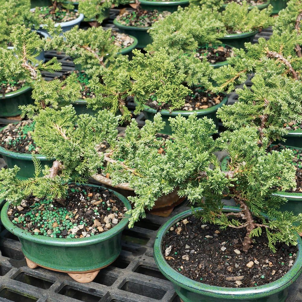 Brussel's Live Green Mound Juniper Outdoor Bonsai Tree - 3 Years Old; 4" to 6" Tall with Decorative Container - Not Sold in California