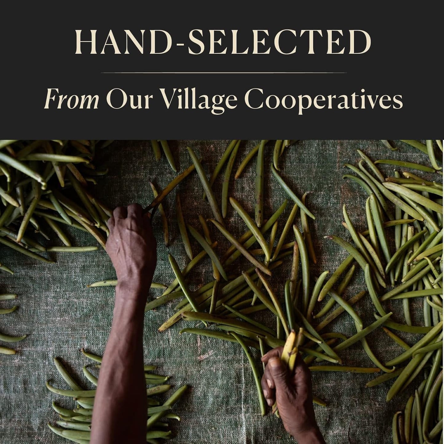 50 Organic Madagascar Whole Vanilla Beans, Grade A Vanilla Pods, Premium Vanilla Beans for Making Extract & Baking - Cook’s