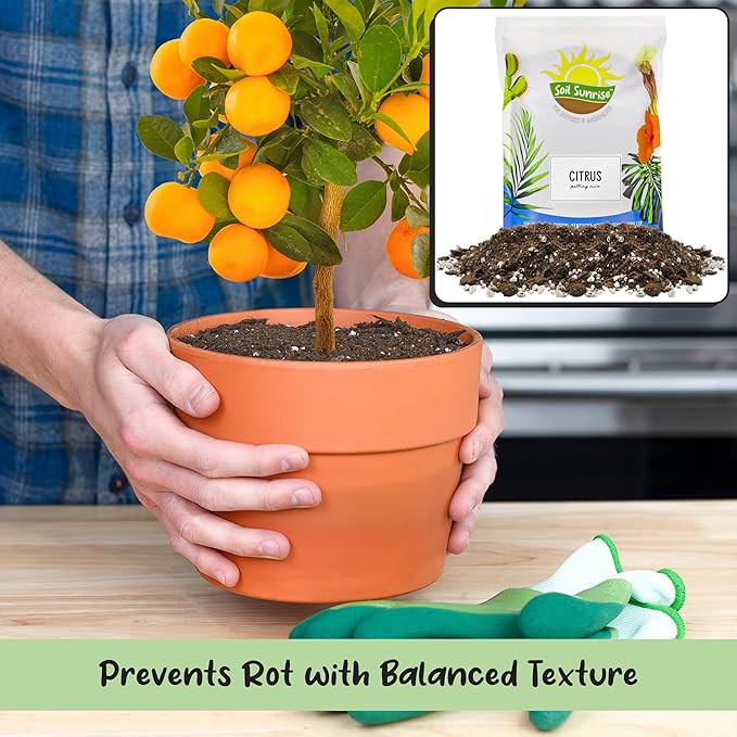 Soil Sunrise Citrus Tree Potting Soil Mix (12 Quarts) Special Blend for Indoor Oranges, Lemons, Limes and More