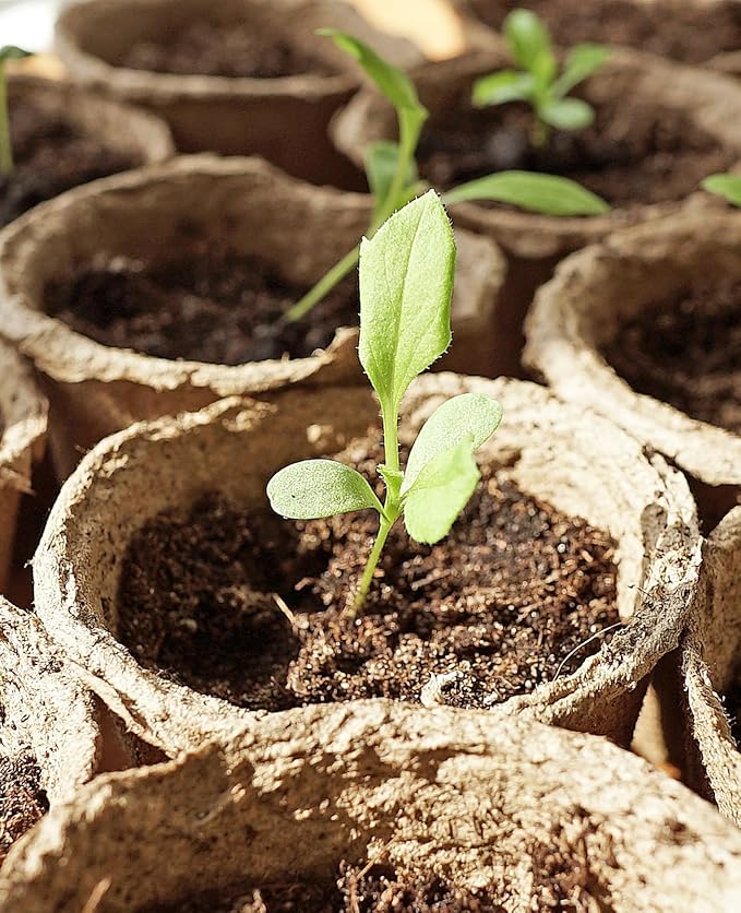 homenote Peat Pots, 60 Pcs 4 Inch Seed Starting Pots with Drainage Holes Round Nursery Plants Pots with Bonus 20 Plant Labels