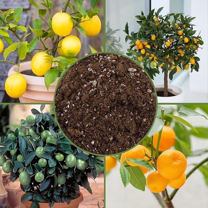 Soil Sunrise Citrus Tree Potting Soil Mix (12 Quarts) Special Blend for Indoor Oranges, Lemons, Limes and More