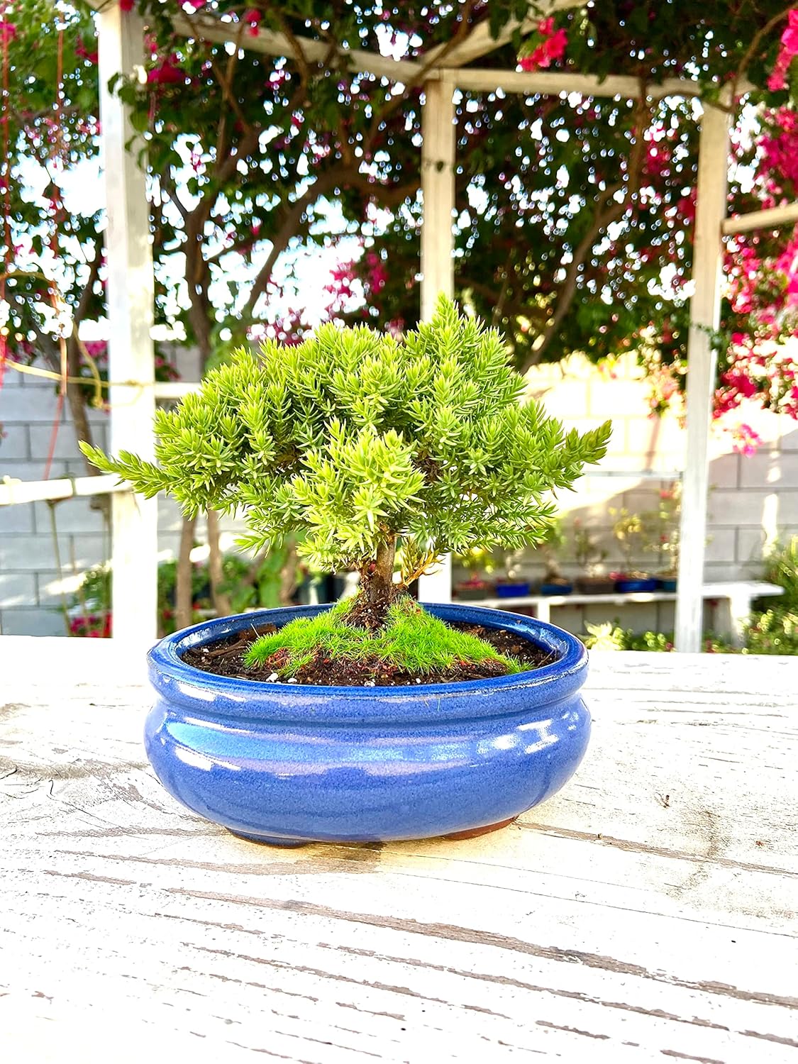 Live Dwarf Juniper Bonsai Tree Small | Indoor/Outdoor | 100% Handcrafted| Home and Office Décor | Best Gift for Holiday