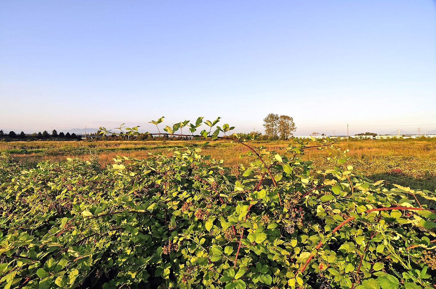 MagJo Naturals, Red Raspberry Leaf (16 Oz) Dried leaves, Wild-Harvest, herbal tea, Cut & Sifted, Packaged in USA, resealable bag
