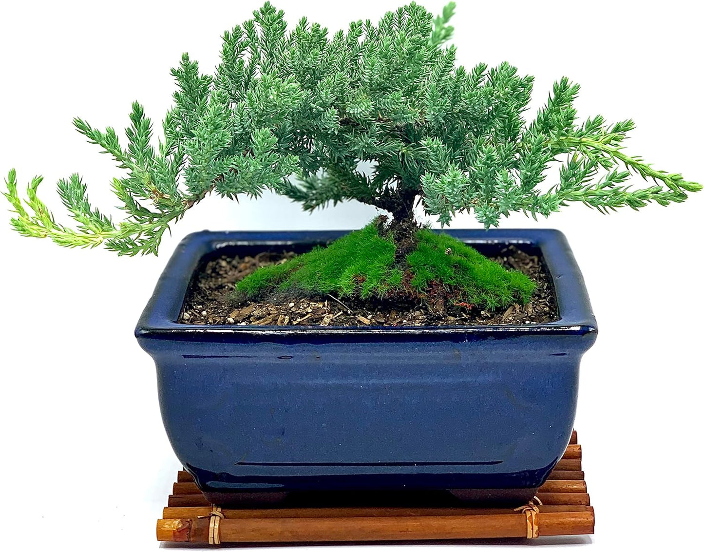 Live Dwarf Juniper Bonsai Tree 7 Year Old with Hand-Made Bamboo Stand | Juniper or Jade Bonsai Tree | Indoor/Outdoor | 100% Handcrafted| Home and Office Décor | Best Gift for Holiday