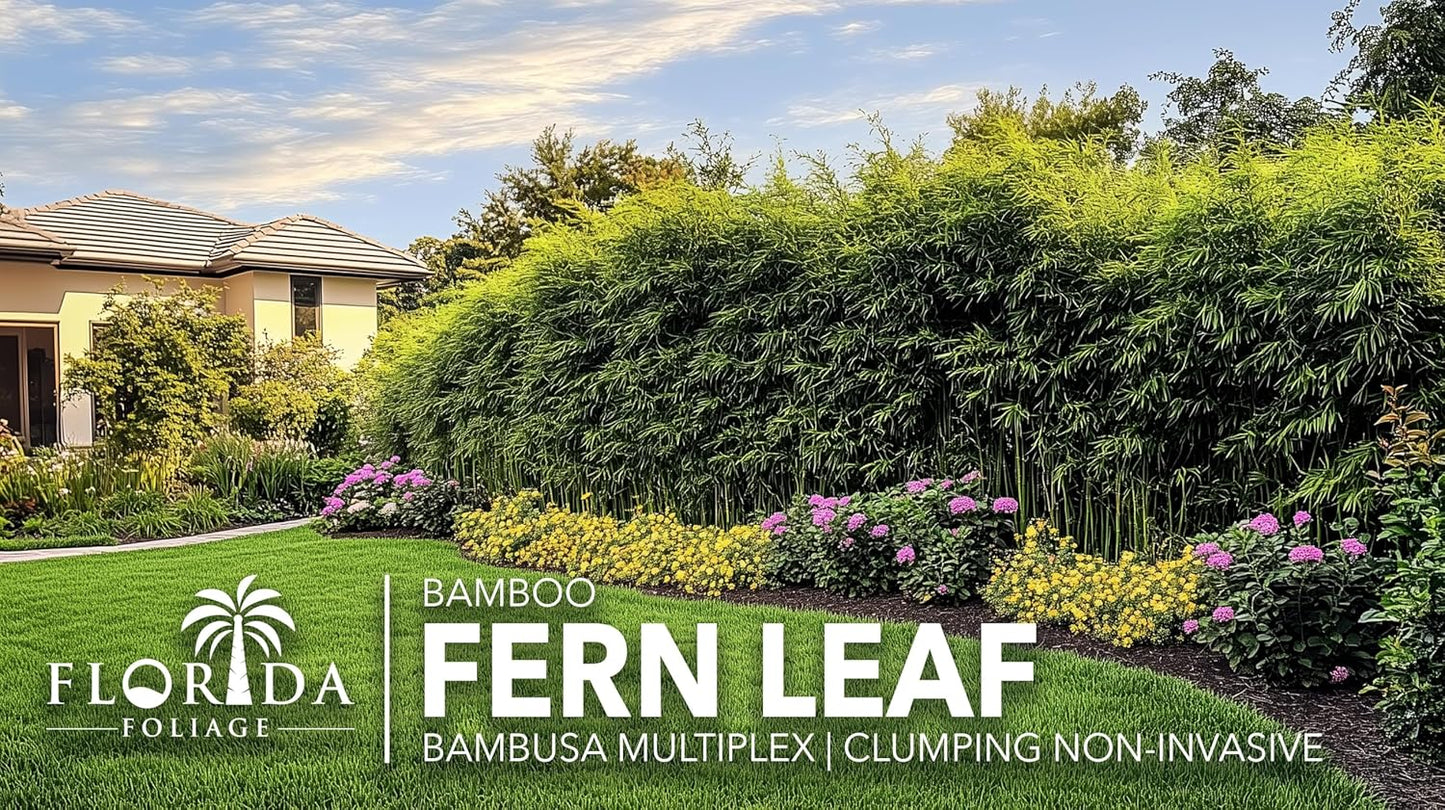 Bamboo Fernleaf | 3 Large Gallon Size Plant | Bambusa multiplex | Clumping Bamboo Privacy Screen | Fast Growing Hedge Windbreak Gardens Walkways Borders Decorative Accent Garden Feature Zone