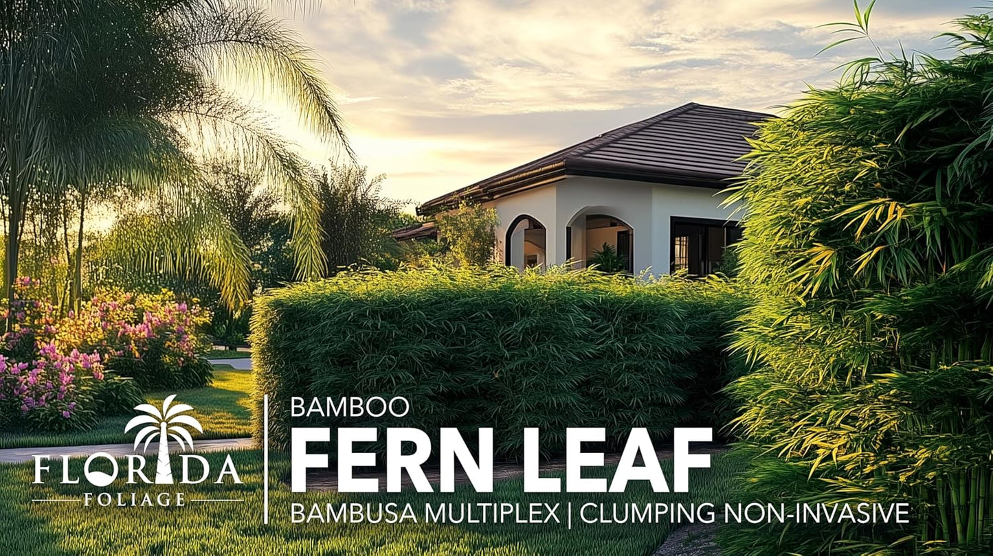 Bamboo Fernleaf | 5 Large Gallon Size Plant | Bambusa multiplex | Clumping Bamboo Privacy Screen | Fast Growing Hedge Windbreak Gardens Walkways Borders Decorative Accent Garden Feature Zone